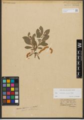 Foto von Salix waldsteiniana Willd.